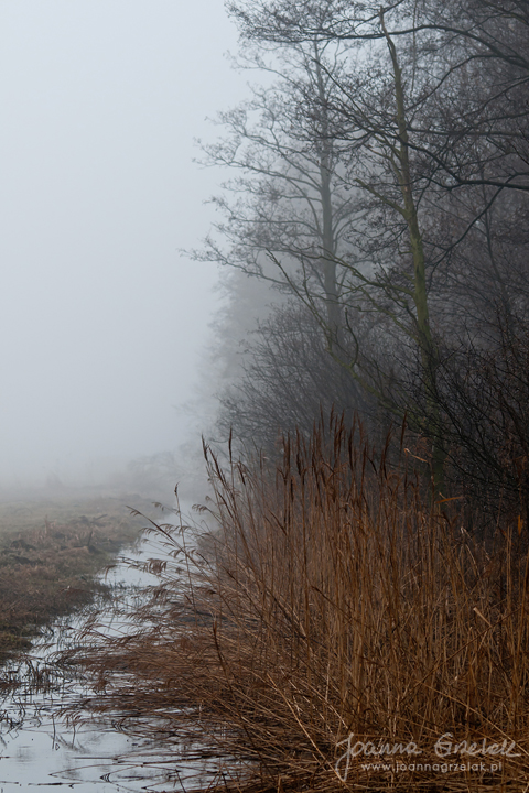 013_Biebrza - kwiecien 2011.jpg